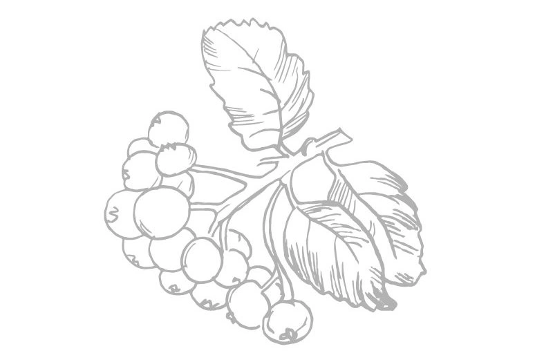 Kolorowanka gałązka dzikiej róży